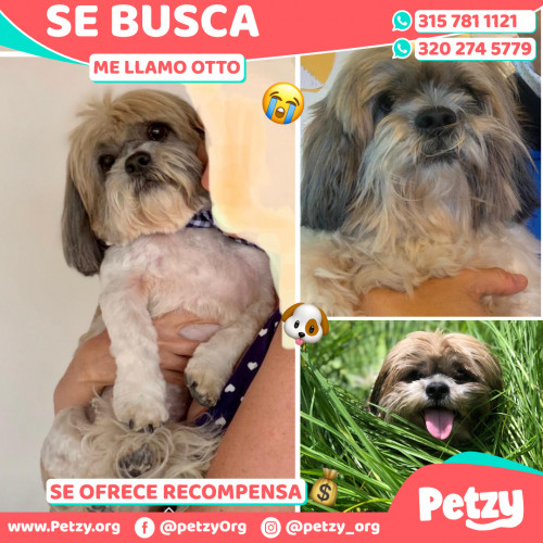 Foto de mascota Otto