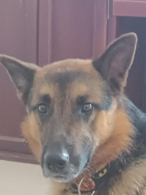 Rex