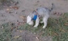Foto de Max en Sincelejo Sucre #1