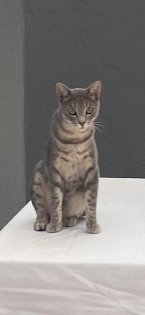 Cosmo