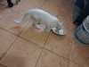 Foto de Mishi en Lerdo Durango #3