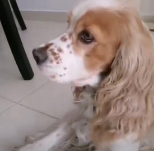 Manolo