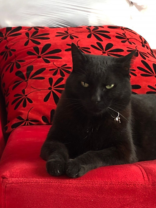 Blacky