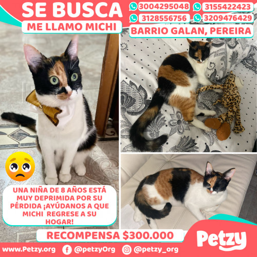 Foto de mascota Michi