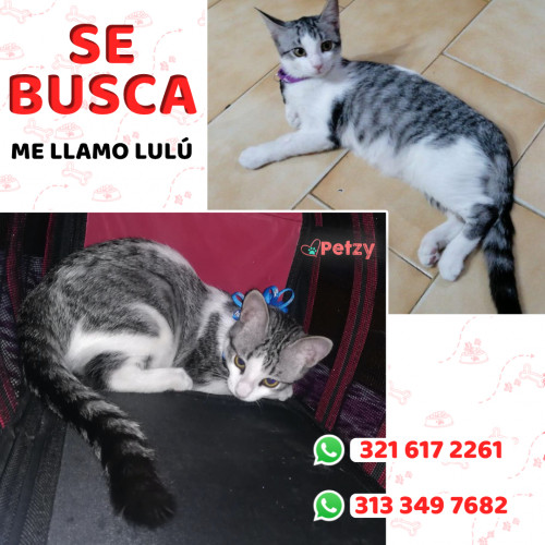 Foto de mascota Lulú