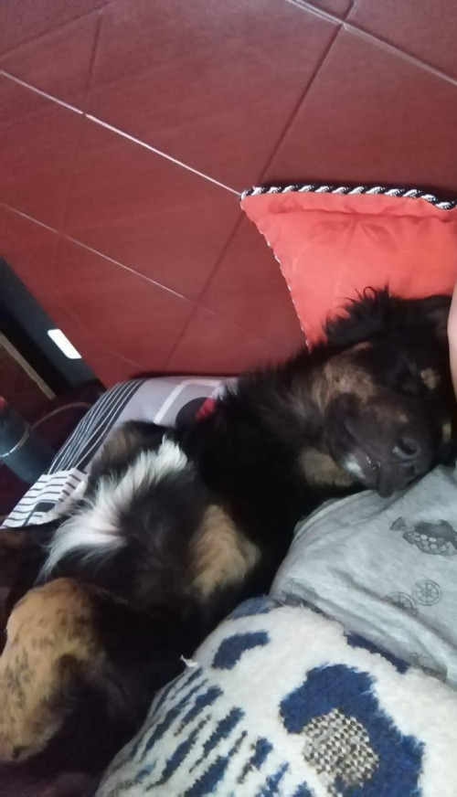 Oso