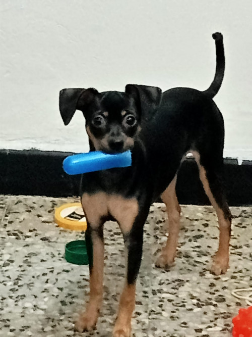 Chiqui