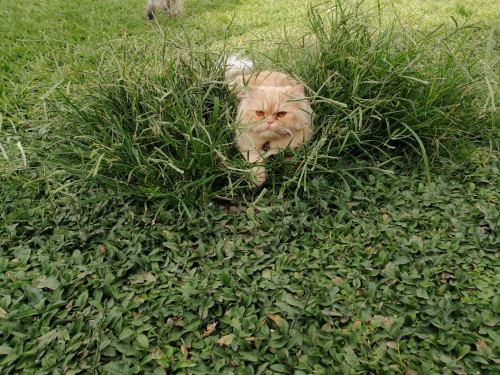 Garfield