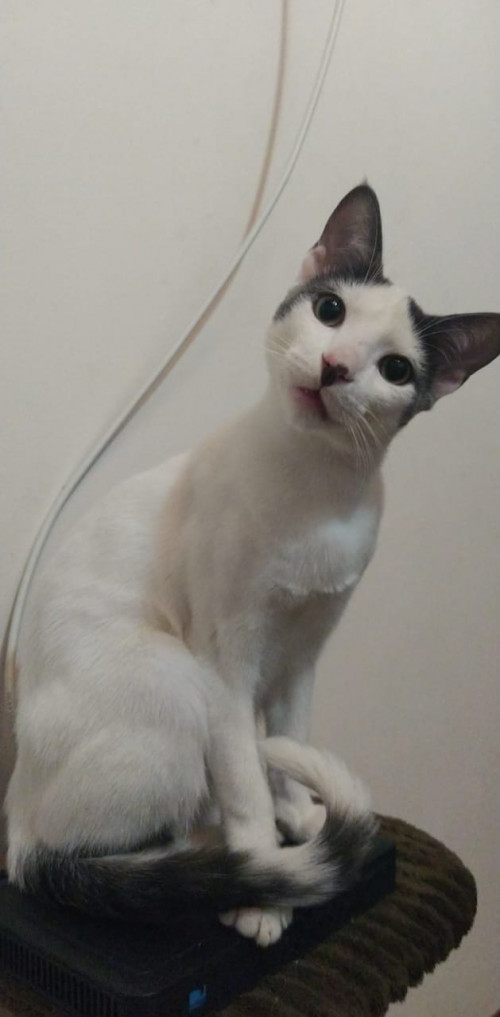Garrita