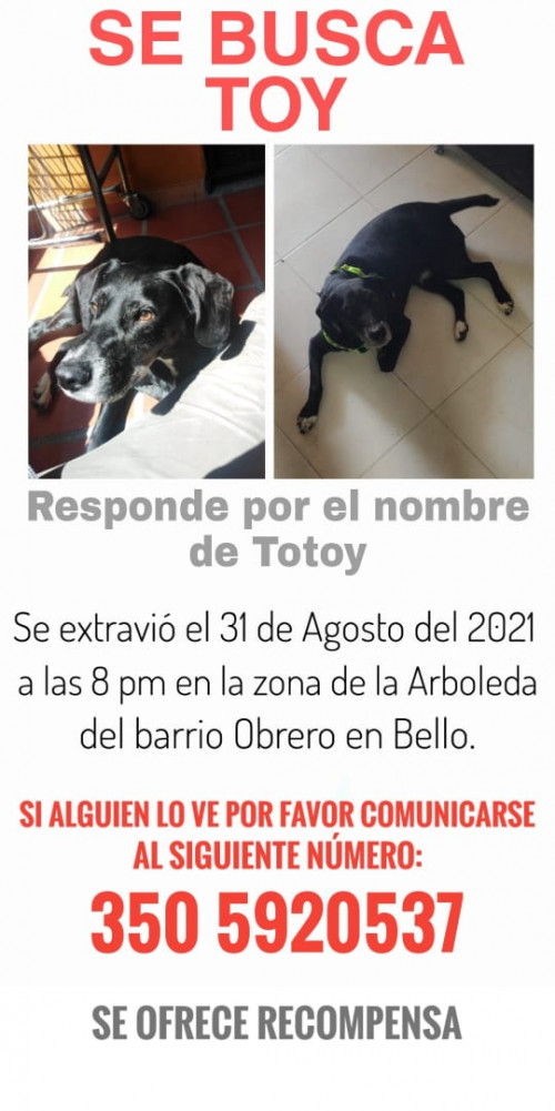 Totoy