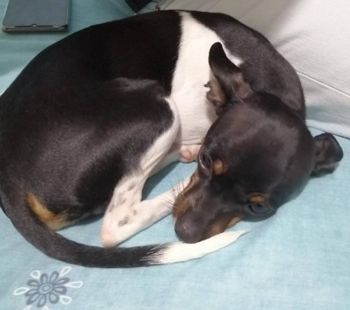 Paco