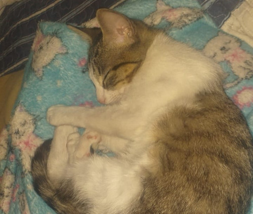 Nala