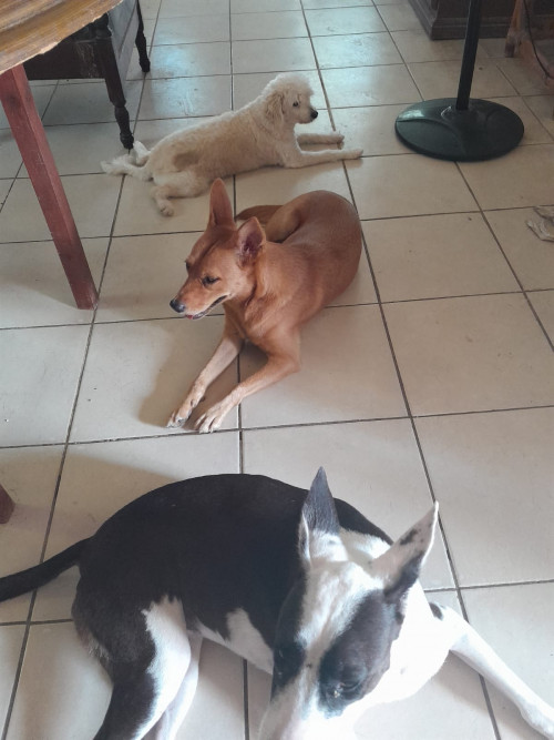 Peluchina