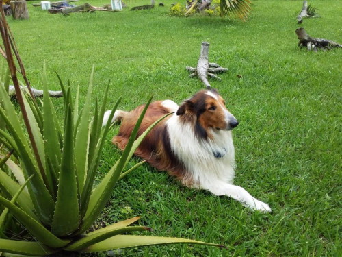 Rex