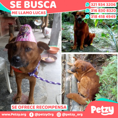 Foto de mascota Lucas