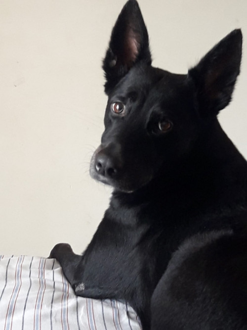 Pinina