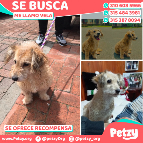Foto de mascota Vela
