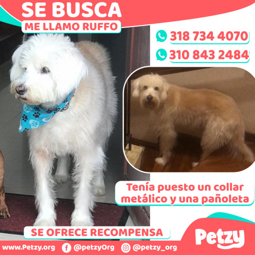 Foto de mascota Ruffo