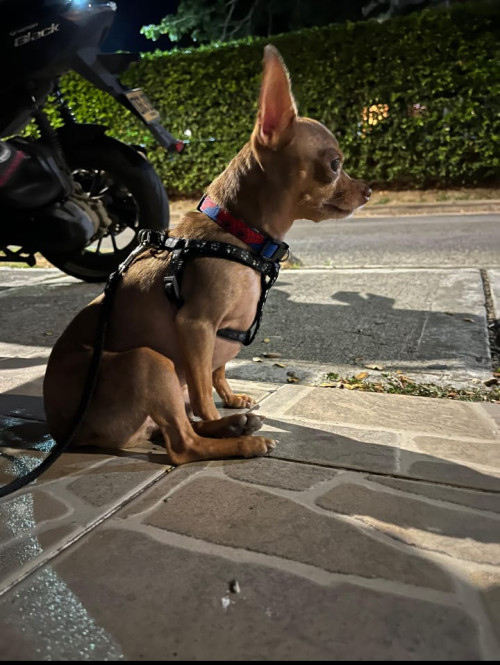 Tino Y Milo