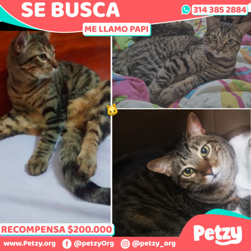 Foto de mascota Papi