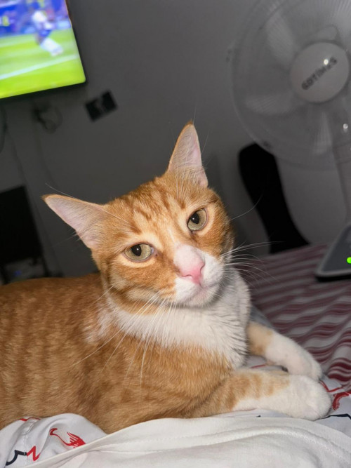 Simba