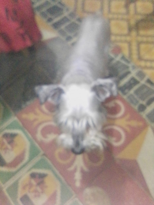 Max