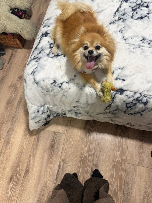Milu