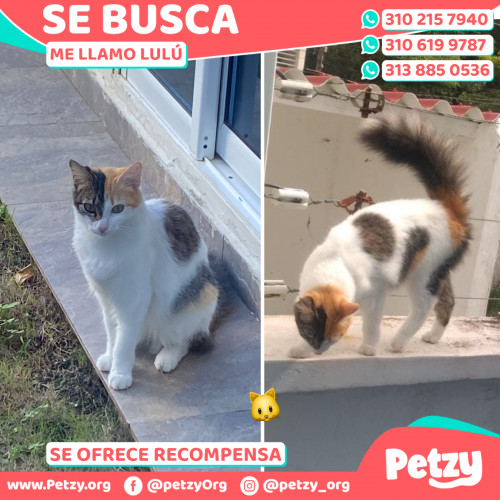 Foto de mascota Lulú