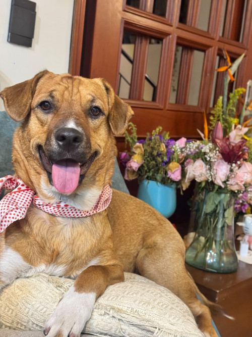 Almendra