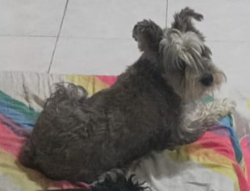 Suky