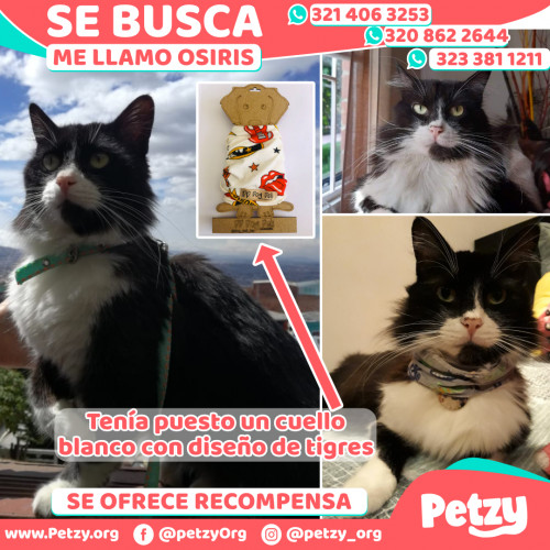 Foto de mascota Osiris