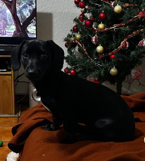 Nala