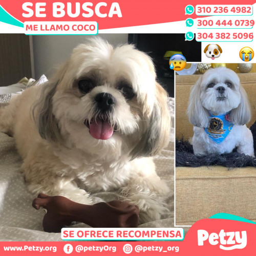 Foto de mascota Coco