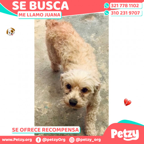 Foto de mascota Juana