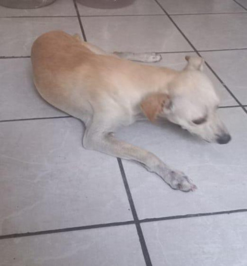 Ojitos