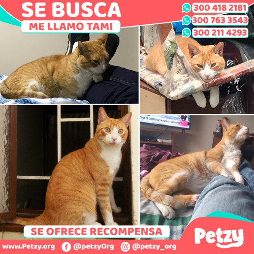 Foto de mascota Tami