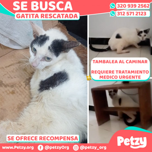 Banner de Rescatada