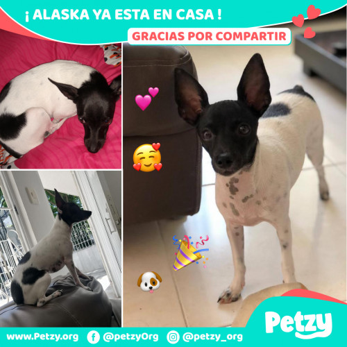 Foto de mascota Alaska