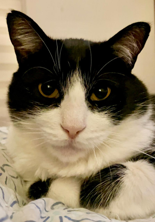 Zeus