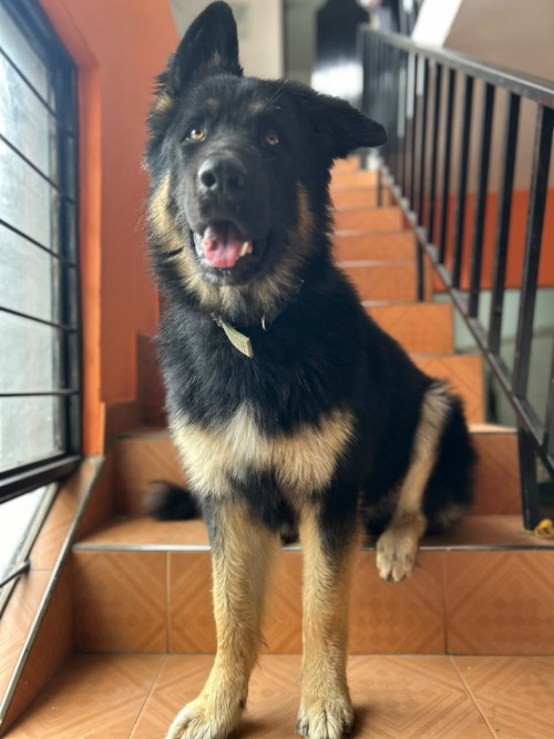 Lorenzo