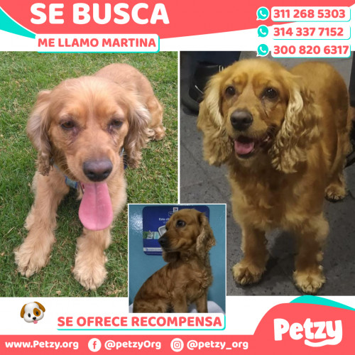 Foto de mascota Martina