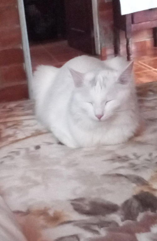 Wisky