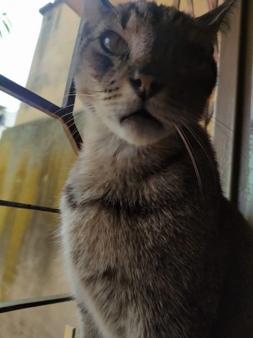 Michi 