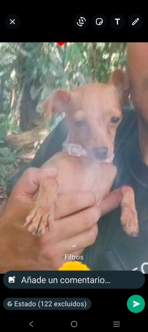 Dalila