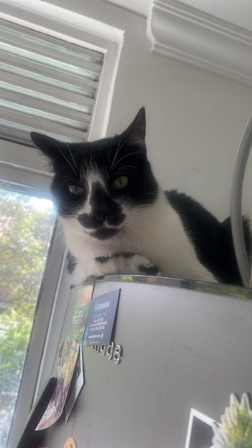 Mowgli