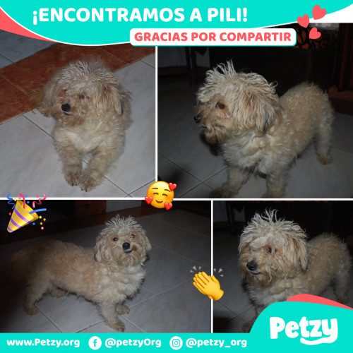 Foto de mascota Pili