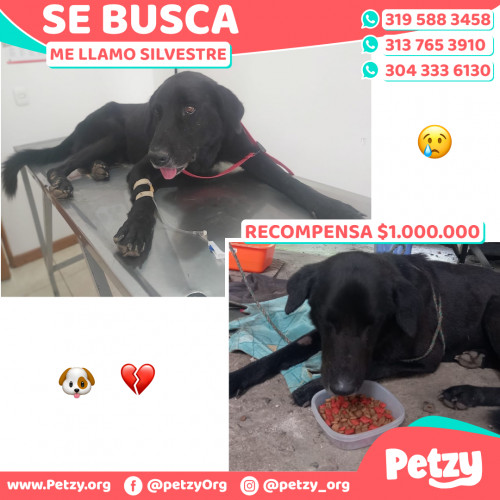 Foto de mascota Silvestre