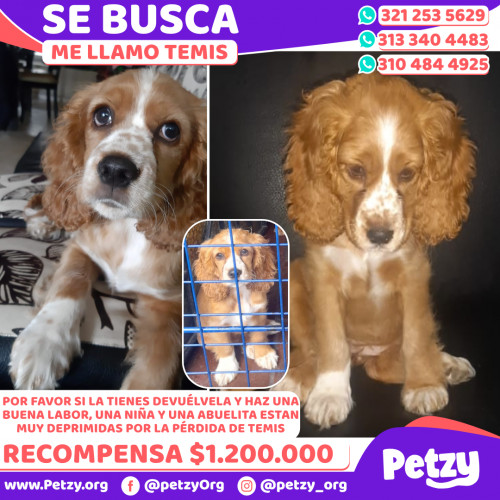 Foto de mascota Temis