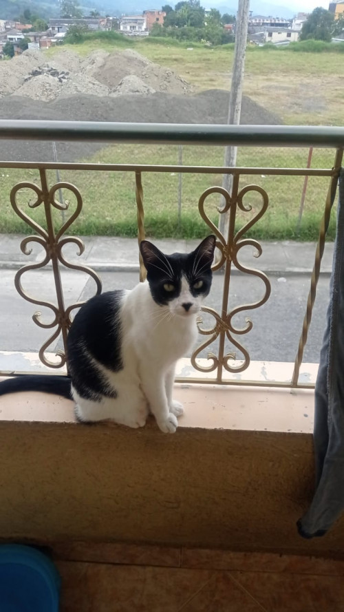 Simon