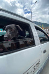 Foto de Sowy en Soacha Cundinamarca #8